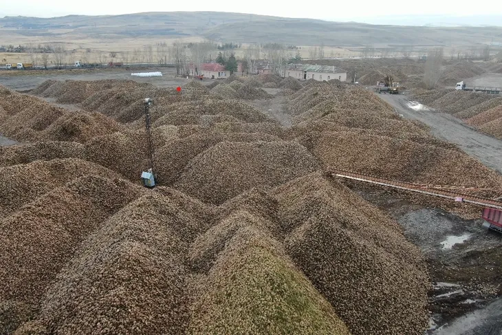 Erzincan ve Erzurum’da dev üretim: 515 bin ton!