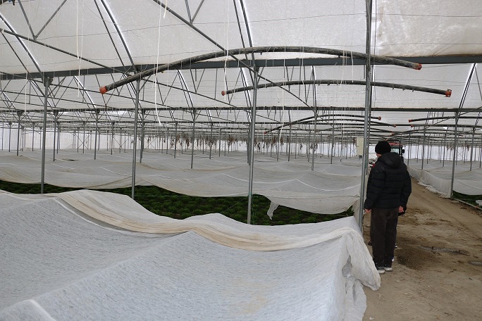 Kar Altında Gelen Yeşil Bereket: Erzincan’da Sera Seferberliği